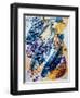 fish (oil on paper)-jocasta shakespeare-Framed Giclee Print