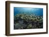 Fish on Coral Reef.-Stephen Frink-Framed Photographic Print