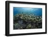 Fish on Coral Reef.-Stephen Frink-Framed Photographic Print