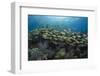 Fish on Coral Reef.-Stephen Frink-Framed Photographic Print