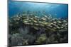 Fish on Coral Reef.-Stephen Frink-Mounted Photographic Print