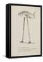 Fish On Stilts From Nonsense Botany Animals and Other Poems Written and Drawn by Edward Lear-Edward Lear-Framed Stretched Canvas