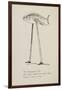 Fish On Stilts From Nonsense Botany Animals and Other Poems Written and Drawn by Edward Lear-Edward Lear-Framed Giclee Print