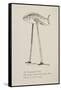 Fish On Stilts From Nonsense Botany Animals and Other Poems Written and Drawn by Edward Lear-Edward Lear-Framed Stretched Canvas