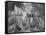 Fish out of Water-Thomas Barbey-Framed Stretched Canvas