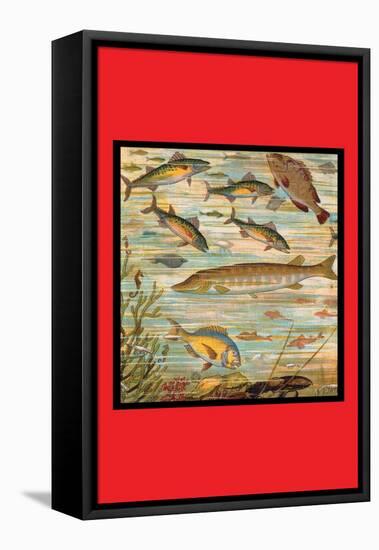 Fish Pond-null-Framed Stretched Canvas