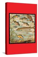 Fish Pond-null-Stretched Canvas