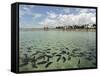 Fish, Porto De Galinhas, Pernambuco, Brazil-Anthony Asael-Framed Stretched Canvas