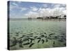 Fish, Porto De Galinhas, Pernambuco, Brazil-Anthony Asael-Stretched Canvas