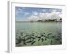 Fish, Porto De Galinhas, Pernambuco, Brazil-Anthony Asael-Framed Photographic Print