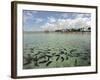 Fish, Porto De Galinhas, Pernambuco, Brazil-Anthony Asael-Framed Photographic Print