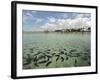 Fish, Porto De Galinhas, Pernambuco, Brazil-Anthony Asael-Framed Photographic Print