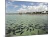 Fish, Porto De Galinhas, Pernambuco, Brazil-Anthony Asael-Mounted Photographic Print