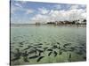 Fish, Porto De Galinhas, Pernambuco, Brazil-Anthony Asael-Stretched Canvas