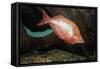 Fish Red Rainbowfish-null-Framed Stretched Canvas