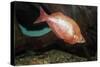 Fish Red Rainbowfish-null-Stretched Canvas