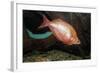 Fish Red Rainbowfish-null-Framed Photographic Print