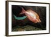 Fish Red Rainbowfish-null-Framed Photographic Print