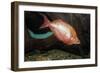 Fish Red Rainbowfish-null-Framed Photographic Print