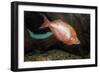 Fish Red Rainbowfish-null-Framed Photographic Print