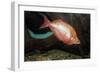 Fish Red Rainbowfish-null-Framed Photographic Print