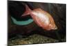 Fish Red Rainbowfish-null-Mounted Photographic Print