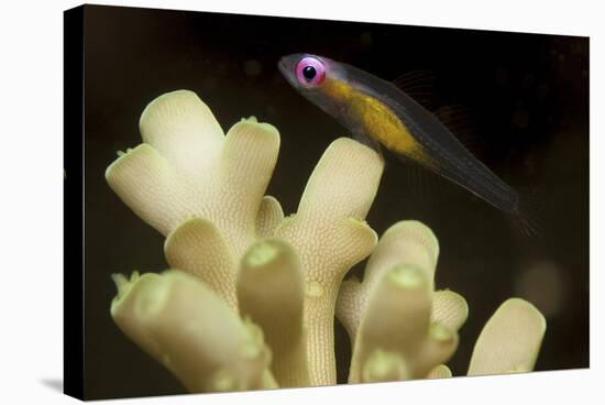 Fish : Redeye Hovering Goby-Stocktrek Images-Stretched Canvas