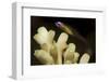 Fish : Redeye Hovering Goby-Stocktrek Images-Framed Photographic Print