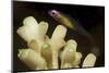 Fish : Redeye Hovering Goby-Stocktrek Images-Mounted Photographic Print