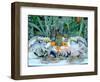 Fish Restaurant Display, Rethymnon, Crete, Greece-Peter Thompson-Framed Photographic Print