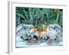 Fish Restaurant Display, Rethymnon, Crete, Greece-Peter Thompson-Framed Photographic Print