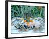 Fish Restaurant Display, Rethymnon, Crete, Greece-Peter Thompson-Framed Photographic Print