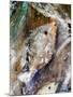 Fish Rising detail 2-jocasta shakespeare-Mounted Giclee Print