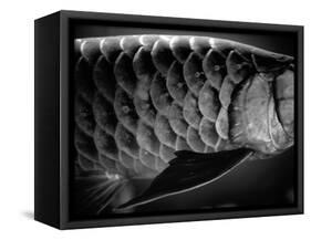 Fish Scales-Henry Horenstein-Framed Stretched Canvas
