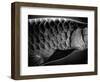 Fish Scales-Henry Horenstein-Framed Photographic Print