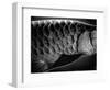 Fish Scales-Henry Horenstein-Framed Photographic Print