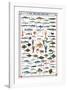 Fish Shellfish and Mollusk-null-Framed Premium Giclee Print