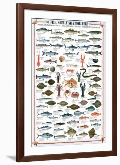 Fish Shellfish and Mollusk-null-Framed Premium Giclee Print