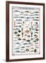 Fish Shellfish and Mollusk-null-Framed Premium Giclee Print