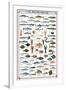 Fish Shellfish and Mollusk-null-Framed Premium Giclee Print