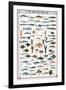 Fish Shellfish and Mollusk-null-Framed Premium Giclee Print