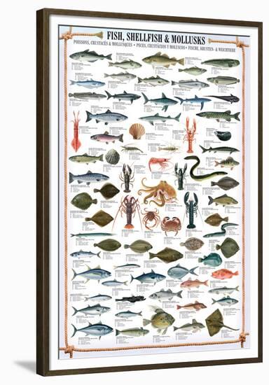 Fish Shellfish and Mollusk-null-Framed Premium Giclee Print