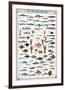 Fish Shellfish and Mollusk-null-Framed Premium Giclee Print