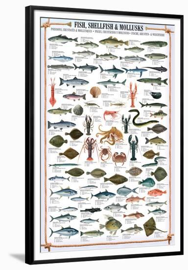 Fish Shellfish and Mollusk-null-Framed Premium Giclee Print