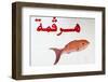 Fish Shop Sign, Tabarka, Tunisia, North Africa-Nico Tondini-Framed Photographic Print