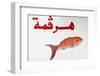 Fish Shop Sign, Tabarka, Tunisia, North Africa-Nico Tondini-Framed Photographic Print