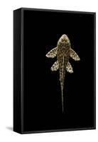 Fish Spotted Sailfin Pleco-null-Framed Stretched Canvas