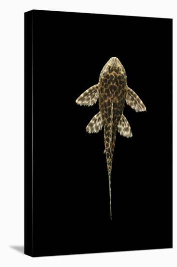 Fish Spotted Sailfin Pleco-null-Stretched Canvas