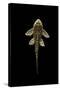 Fish Spotted Sailfin Pleco-null-Stretched Canvas