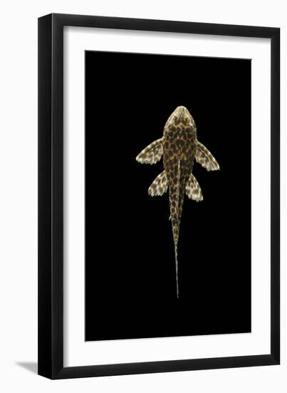 Fish Spotted Sailfin Pleco-null-Framed Premium Photographic Print